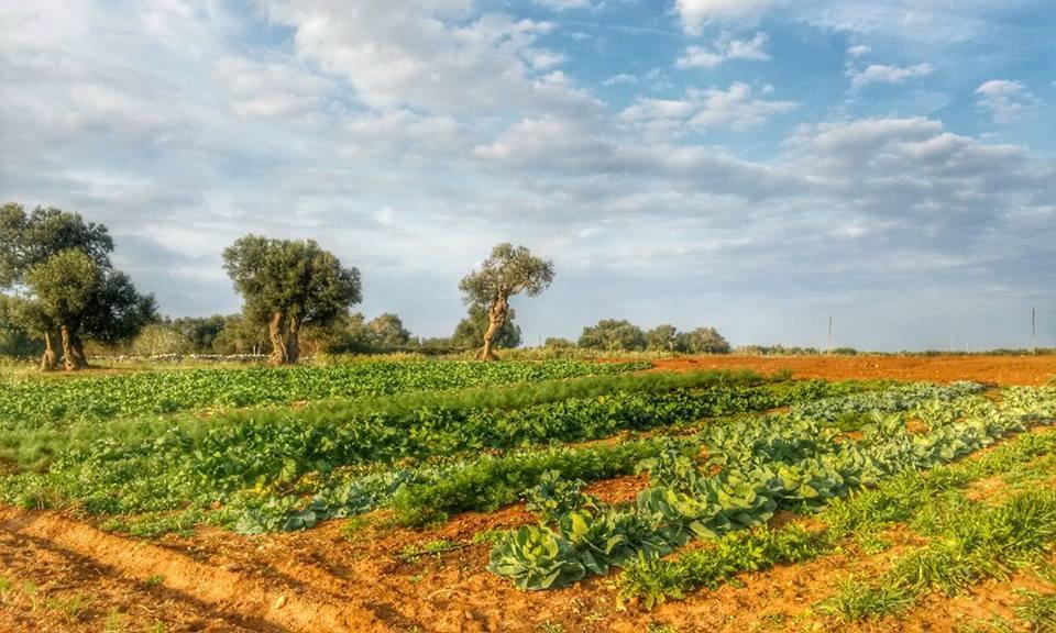 Masseria La Lizza - Ospitalita Rurale Lecce Zewnętrze zdjęcie